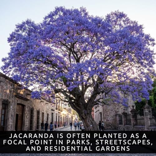 50 Jacaranda Tree Seeds | Jacaranda Mimosifolia Flowering Tree Seeds - Image 3