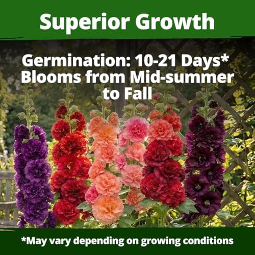 HOME GROWN Hollyhock Seeds, Chater's Double Mix, 2,400 Seeds, Alcea rosea - Image 2