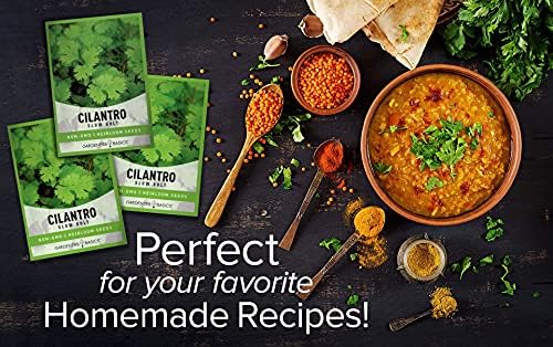 Gardeners Basics Cilantro Seeds for Planting Heirloom Non-GMO Herb Coriander Plant Seeds for Home Garden Vegetables Makes a Great Gift for Gardening - Image 3