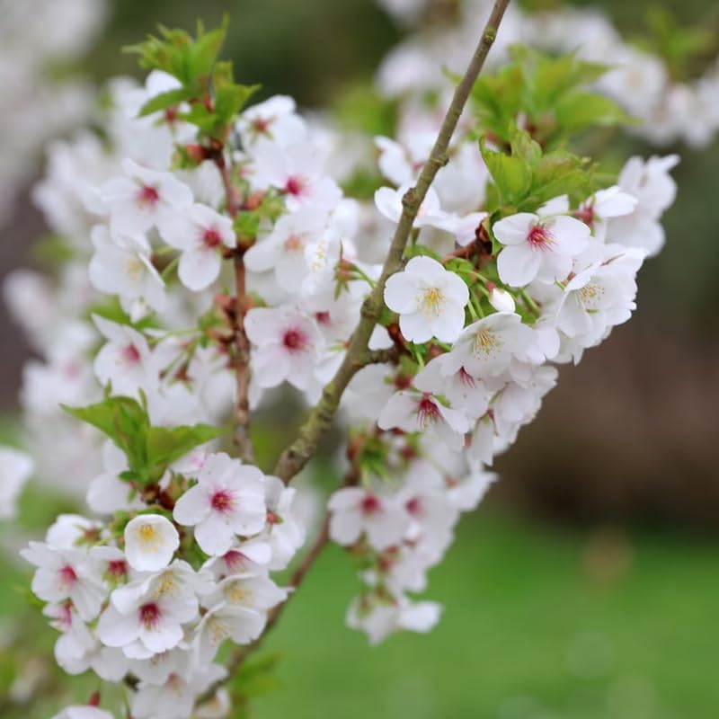 White Cherry Blossom Tree Live Plant, Spring Bloom Tree, 2.5 Inch Pot - Image 2