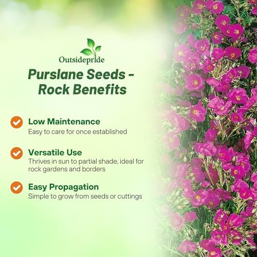 Outsidepride Rock Purslane Seeds for Planting - 10,000 Pcs Perennial, Easy to Grow, Vitamin-Rich & Drought Tolerant Succulent Seeds for Culinary, Xeriscaping, Containers & Hanging Baskets - Image 3