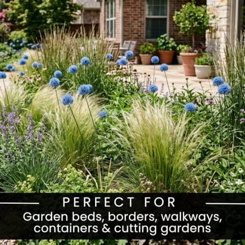 50 Allium Caeruleum Bulbs – Blue Globe Flowers for Mass Planting - Image 5