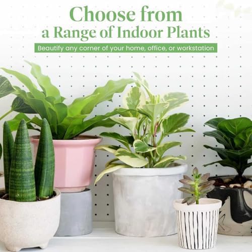 American Plant Exchange Golden Pothos 4-Inch Pot – Easy-Care Trailing Houseplant, Air-Purifying Vine for Home & Office, Low-Maintenance Indoor Plant for Hanging Baskets & Shelves - Image 5