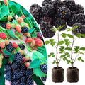 2 Thornless BlackBerry Live Plants, Berry Fruit Bush, 4-8 Inch Tall by UIOTER