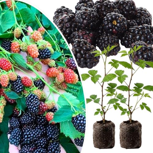 2 Thornless BlackBerry Live Plants, Berry Fruit Bush, 4-8 Inch Tall by UIOTER