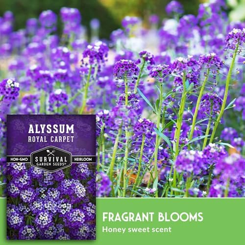 Purple Alyssum Seeds for Planting - Survival Garden Seeds (5 Pack) - Image 4