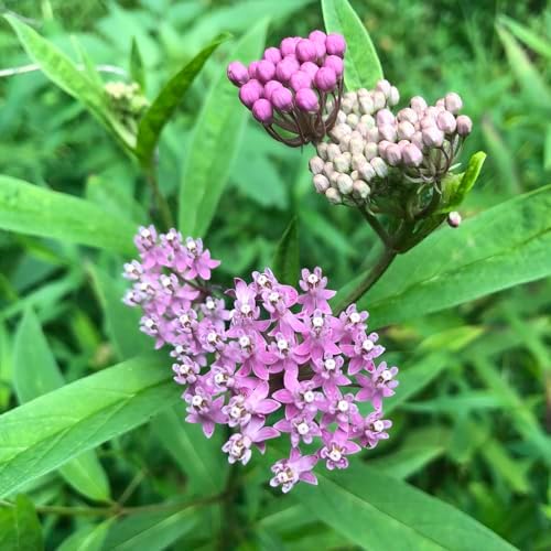 Swamp Milkweed 'Pink Rose Milkweed' (Asclepias incarnata) in 2.5 inch Pot - Live Starter Plant - Certified Organic - Pollinator Friendly - Image 5