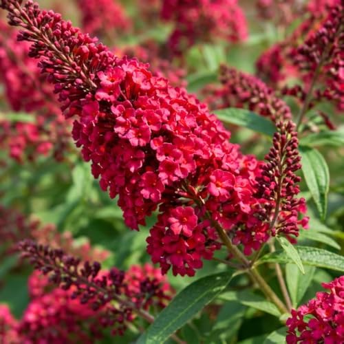 Red Pink Butterfly Bush Live Plant in 1 Gal Pot, Flowering Buddleia Shrub - Image 2