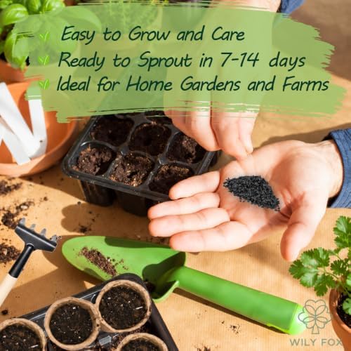 Chives Seeds for Planting, Heirloom Non-GMO Culinary Herb, 1000 Count Scallion - Image 4