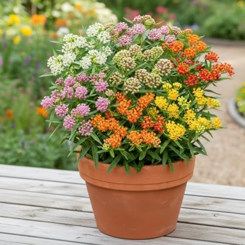 2 Random Milkweed Live Plants, Butterfly Garden Plant, 5-8 Inch Tall - Image 5