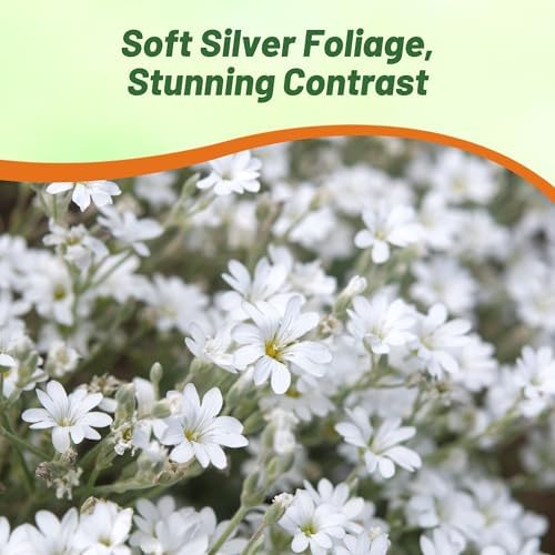 Outsidepride Snow in Summer Seeds - 5000 Pcs. Perennial, Drought-Tolerant & Easy to Grow, Ground Cover Seeds for Planting Silver Foliaged, White Blooms, Great for Rock Gardens, and Dry Landscapes - Image 6