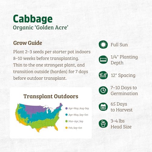 Back to The Roots 100% Organic Seed Packet - Cabbage 'Golden Acre' 140mg - Image 3