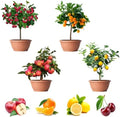 200+ Mix Dwarf Bonsai Fruit Tree Seeds for Planting, 4 Variety Individual Packs, 50+ Lemon Tree Seeds 50+ Cherry Tree Seeds 50+ Orange Tree Seeds 50+ Apple Seeds Organic Heirloom Fruit Seeds by QEVJEKR