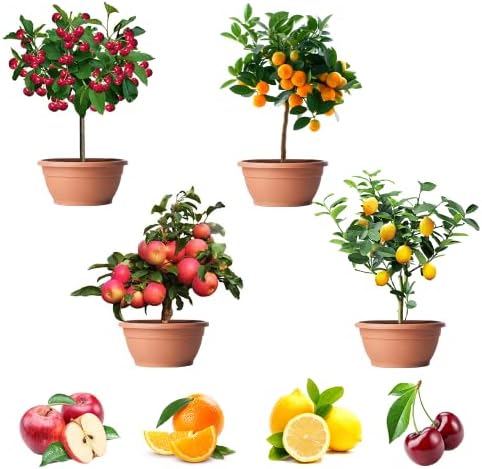 200+ Mix Dwarf Bonsai Fruit Tree Seeds for Planting, 4 Variety Individual Packs, 50+ Lemon Tree Seeds 50+ Cherry Tree Seeds 50+ Orange Tree Seeds 50+ Apple Seeds Organic Heirloom Fruit Seeds by QEVJEKR