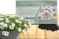 Outsidepride White Moss Rose Seeds - 10000 Pcs Annual, Drought & Heat Tolerant, Pollinator Friendly Ground Cover Seeds for Planting w/Vibrant Blooms & Succulent Foliage, Ideal for Xeriscaping by Outsidepride