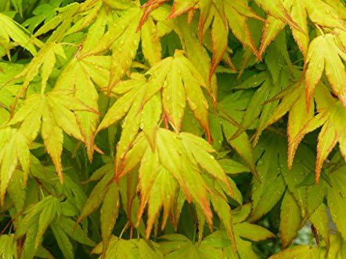 Orange Dream Japanese Maple Live Tree – Bright Orange Spring Foliage – Dwarf Ornamental Maple – 1 Year Plant - Image 7