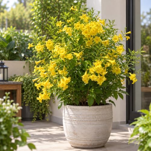 Set of 4 Tecoma Stans Yellow Bells Live Plants, 4-8 in, No Pot - Image 2