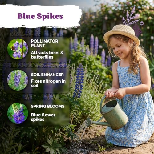 250 Blue Lupine Heirloom Flower Seeds for Planting, Lupinus Perennis - Image 4