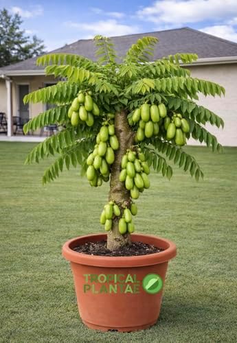 Bilimbi Tree (Averrhoa Bilimbi) – Live Tropical Fruit Tree – Cucumber Tree – USDA Certifi by Unknown