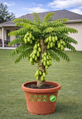 Bilimbi Tree (Averrhoa Bilimbi) – Live Tropical Fruit Tree – Cucumber Tree – USDA Certifi by Unknown