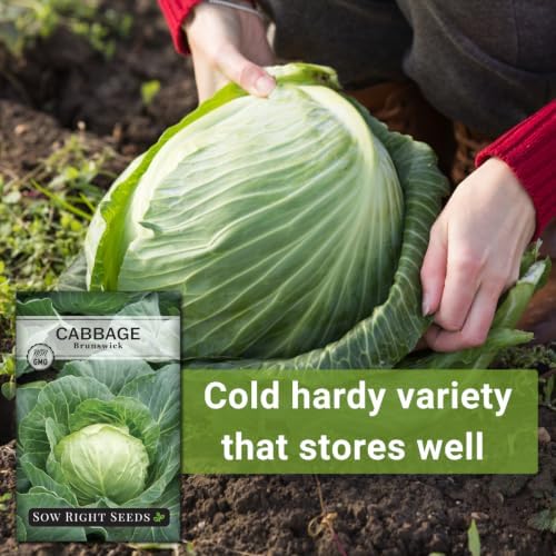 Sow Right Seeds - Brunswick Cabbage Seed for Planting Outdoors Vegetable - Image 5