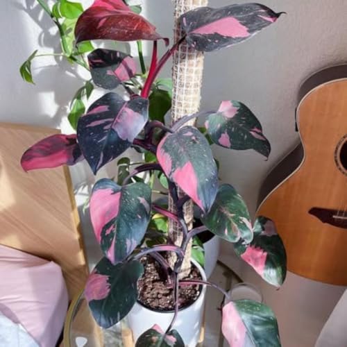 Pink Philodendron Plant Live, Rare Tropical Variegated Live Indoor Houseplant, Starter Plants No Pot, 5-9" in Tall - Image 7