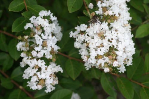 Two Acoma Crape Myrtle Trees - 2 Live Plants Shipped 1 ft Tall by DAS Farms - Image 2