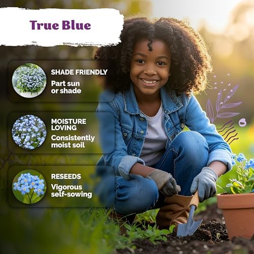 1200 Forget Me Not Heirloom Flower Seeds for Planting, Myosotis Sylvatica - Image 4