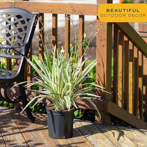 Costa Farms Flax Lily, Live Indoor Plant, Easy Care, Home Decor - Image 2