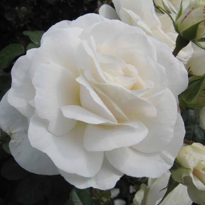 Climbing Roses Live Plants 5-8 "Tall 3" Pot, Heirloom Roses Climber Repeat Flowering, Vibrant Blooms, Hardy Shrub Outdoor Garden Flower (White) - Image 4