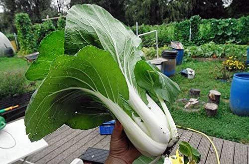 1000 Canton Pak Choi Bok Choy Chinese Cabbage Seeds Heirloom Non-GMO - Image 6