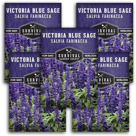 Victoria Blue Sage Seeds for Planting - 5 Packs by SurvivalGardenSeeds