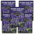 Victoria Blue Sage Seeds for Planting - 5 Packs by SurvivalGardenSeeds