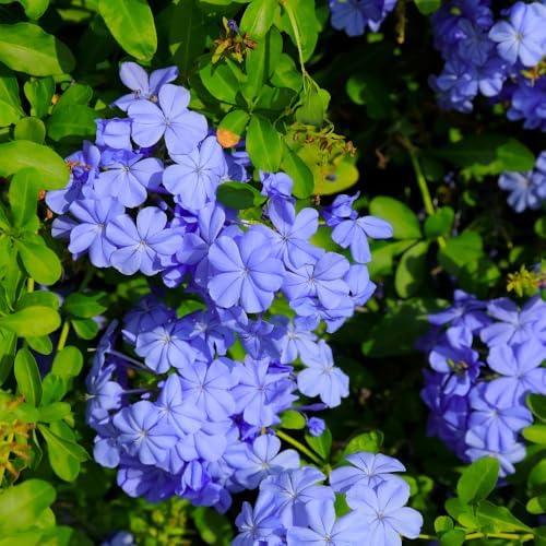 Blue Plumbago Live Plant in 4" Pot - 4-6 Inch Tall, 2 Plants Per Pot - Image 2