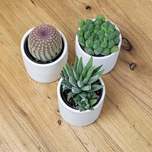 Plants for Pets Live Low Light House Plants in Ceramic Succulent Pots (3 Pack), Gasteria Succulent Plant and Cactus Plants Live with Potting Soil, Haworthia Succulents for Indoor Growing Home Décor - Image 7