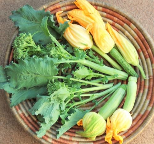 Broccoli Rabe (Rapini) Seeds - 1000+ Count - for 2026 Planting Spring Rapini Broccolini Broccoli Broccoletti Green Turnip Greens Non-GMO Heirloom Grow Your Own Home Farm Patio Healthy - Image 6