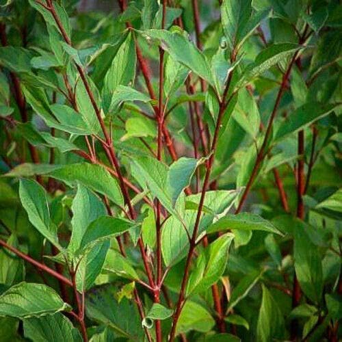 Red Twig Dogwood Shrub - Red Osier Bush - 12-18" Tall Live Plant - Image 3