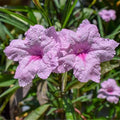 Pink Blue Bells, a Great Live Pond Plant for Your Water Garden. Filters koi and Goldfish Ponds. Good for Bogs, Plant Shelf or Shallow Water This marginal Aquatic is a Real Beauty by Chalily