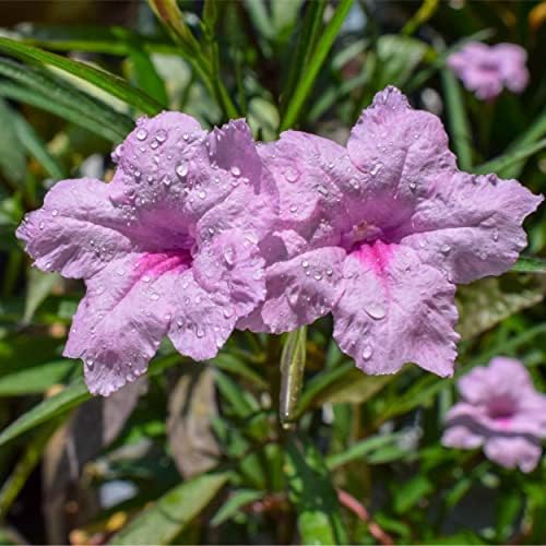 Pink Blue Bells, a Great Live Pond Plant for Your Water Garden. Filters koi and Goldfish Ponds. Good for Bogs, Plant Shelf or Shallow Water This marginal Aquatic is a Real Beauty by Chalily