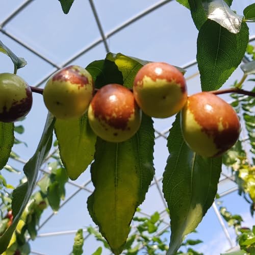 Li Jujube Tree, 8-14" Tall, Cold Hardy Jujube Tree Live Plant, Perennial Sweet Fruit Plants - Image 2