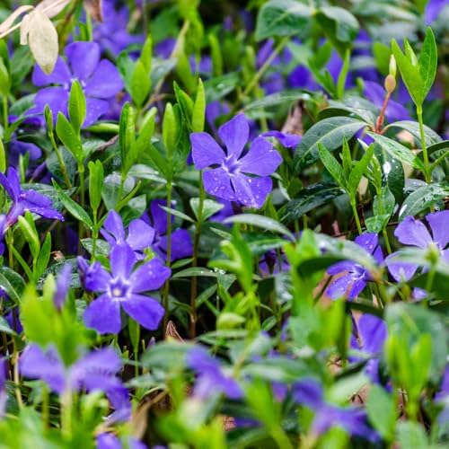 Vinca Plants - Vinca Minor, 4 Inch Size, Low Maintenance Evergreen Vine for Erosion Control and Shady Borders - Image 6