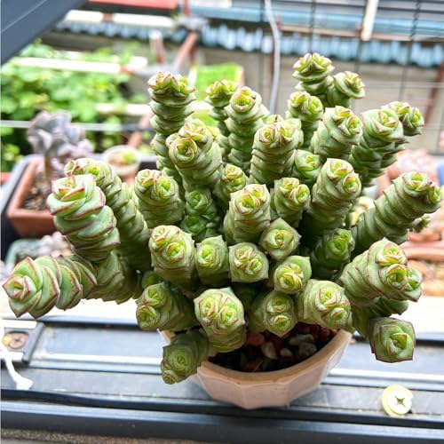 Sprout N Green 4" String of Buttons, Live Crassula 'Baby's Necklace' Trailing Succulent Rooted in Pot, Houseplant for Home Office Hanging Decoration, DIY Projects, Party Favor, Keep Away from Pets - Image 5