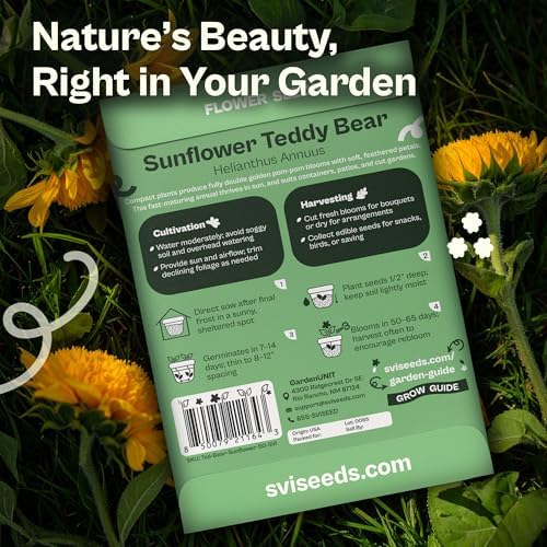 SVI 50 Teddy Bear Sunflower Seeds (Helianthus annuus) – Dwarf Teddy Bear Sunflower Seed Packets – Annual Cut Flower Seeds for Outdoor Garden & Indoor Garden, Containers, Patios, Flower Beds - Image 2