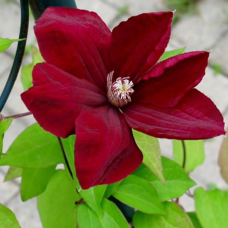 Red Clematis Live Plant, 2.5" Pot, Fragrant Flowering Vine - Image 5