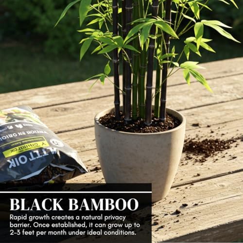 Black Bamboo Seeds to Plant, Ornamental Privacy Screen, 100 Premium Seeds - Image 5