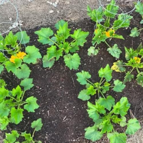 2 Green Zucchini Live Plants, Vegetable Seedling, 4 Inch Pot - Image 6