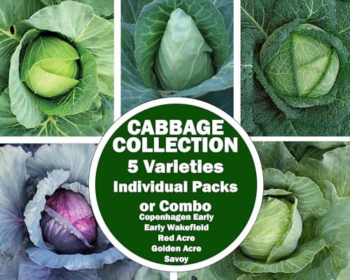 Cabbage Seeds for Planting - Combo Pack – 5 Heirloom Varieties Individually Packaged – Organic, High Germination, Non-GMO Grown in the USA - Image 2