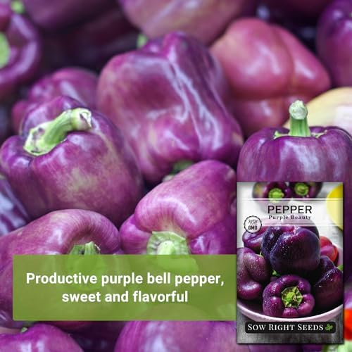 Sow Right Seeds - Purple Beauty Seed for Planting Sweet Bell Peppers 2pk - Image 3