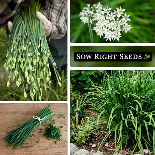 Sow Right Seeds - Garlic Chives Seeds for Planting Perennial Herb Garden - Image 4