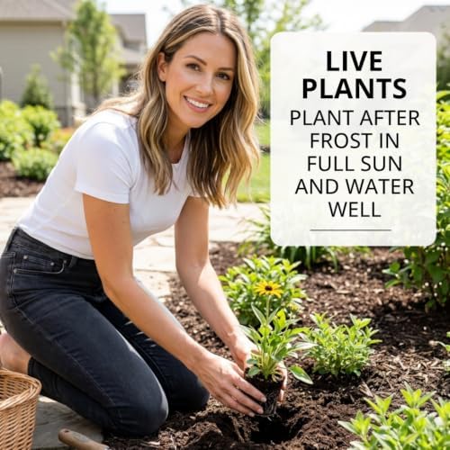 3 Black-Eyed Susan Live Plants, Rudbeckia Yellow Perennial Flower Starters - Image 3